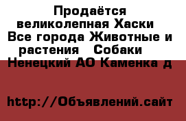 Продаётся великолепная Хаски - Все города Животные и растения » Собаки   . Ненецкий АО,Каменка д.